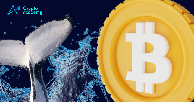 Whale From 2010 Transfers 50 Bitcoins Worth $3 Million After HODLing for 11 Years