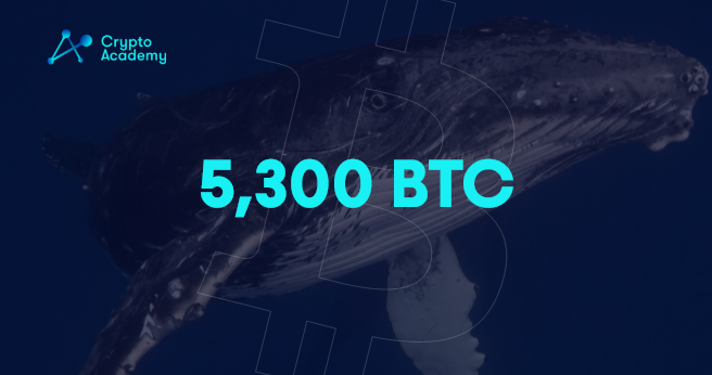 Three whales on the top 50 Bitcoin (BTC) whale list have bought the dip, per Bitcoin (BTC) wallets data on January 7. 