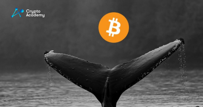 After a Five-Year Sleep, The Bitcoin Whale Wakes Up